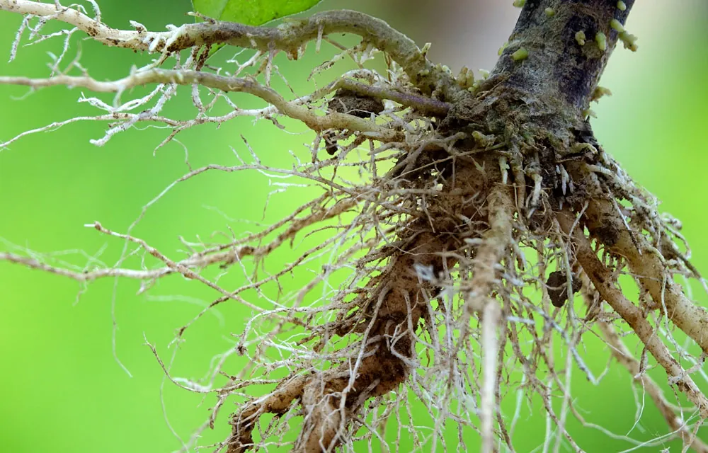 La rizogénesis en plantas