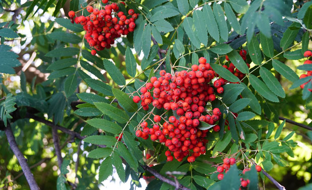 Sorbus aucuparia