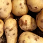 Tipos de sarnas de la patata