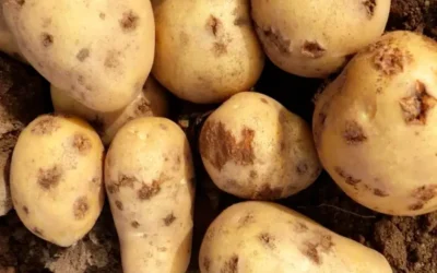 Tipos de sarnas de la patata