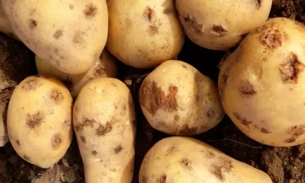 Tipos de sarnas de la patata