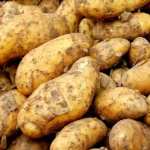 La sarna común de la patata