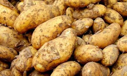 La sarna común de la patata