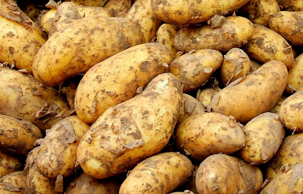 La sarna común de la patata