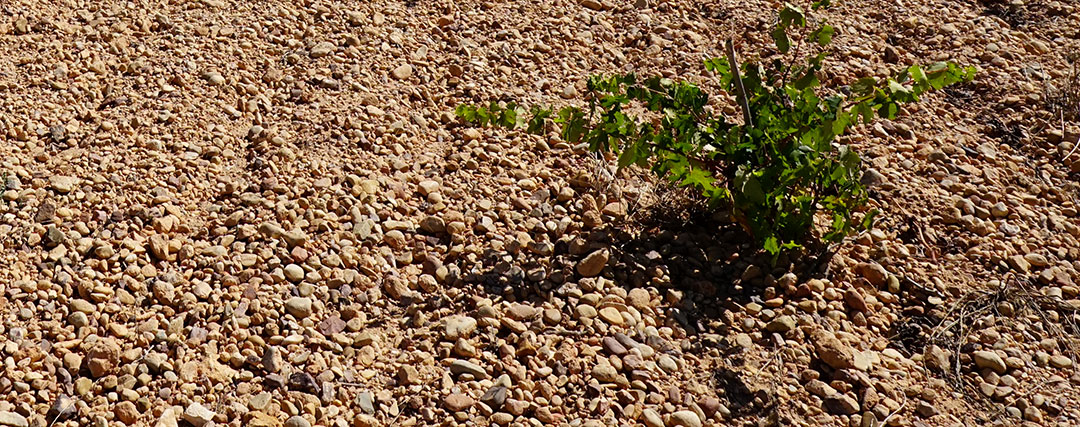 Suelos pedregosos en cultivo de vid