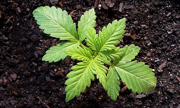 Tierras y sustratos para plantas de marihuana
