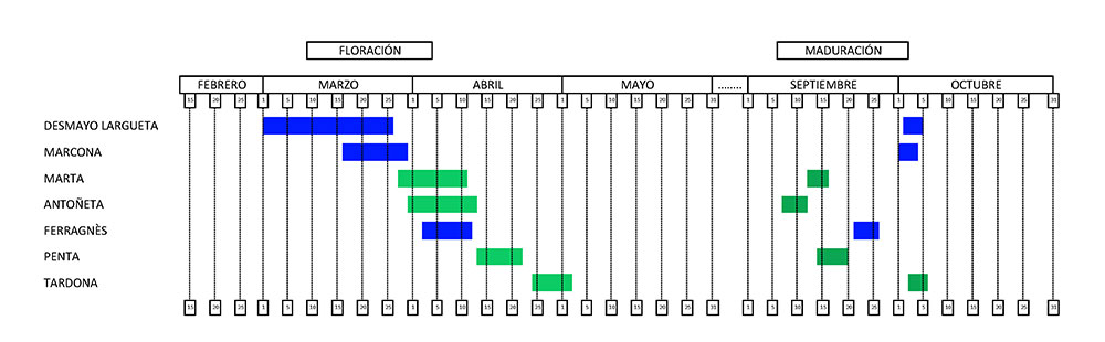 Tabla de floración y maduración de almendros
