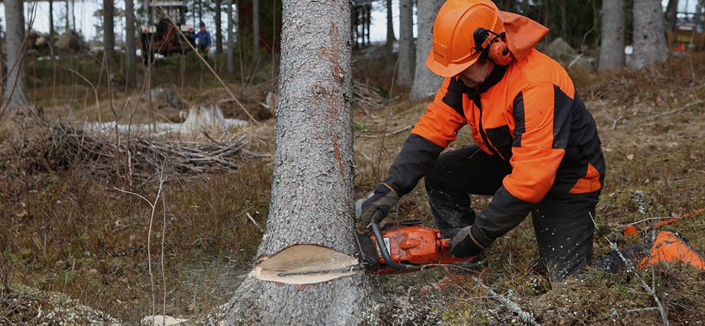 Talar un árbol con motosierra