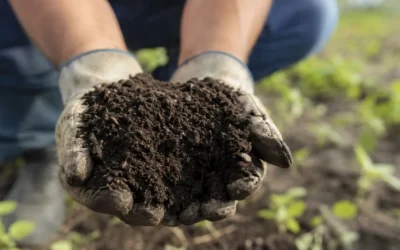 El humus agrícola