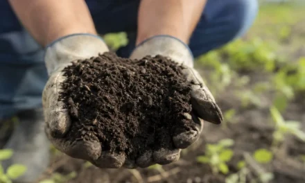 El humus agrícola