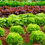 Tipos de lechuga