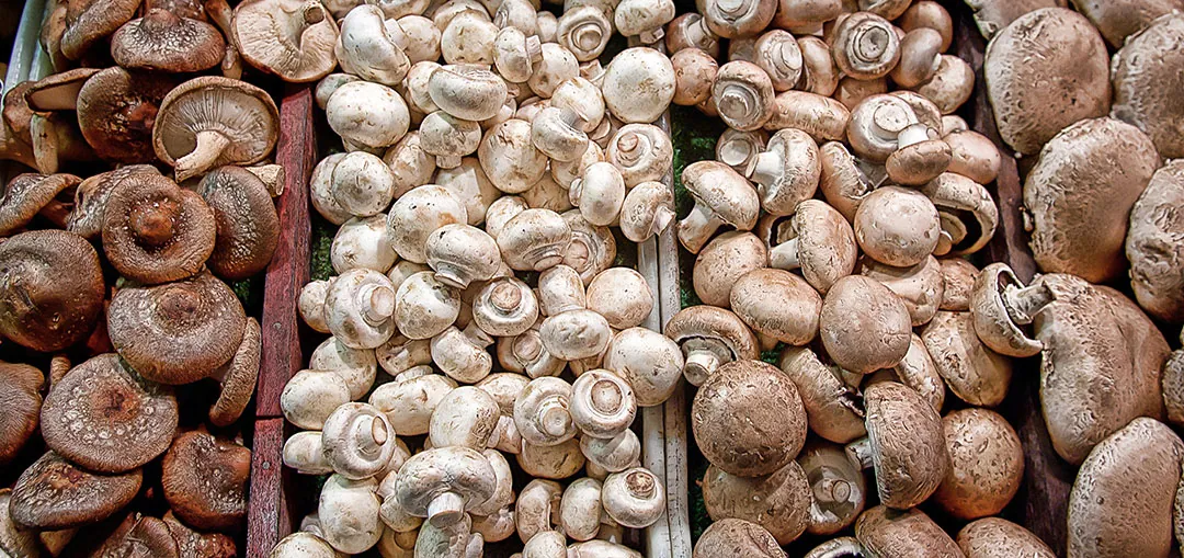 Tipos variados de setas comestibles