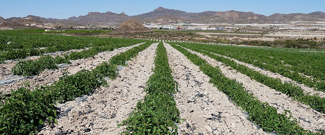 Tomate de indústria para conserva