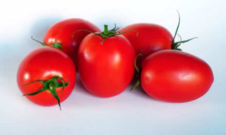 Tomate tipo pera