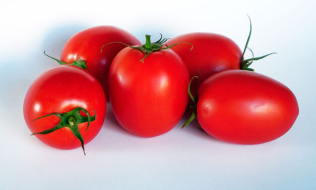 Tomate tipo pera