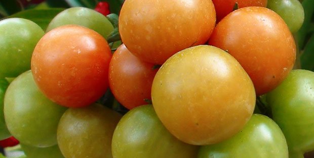 El cultivo del tomate