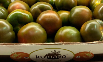 Tomate Kumato