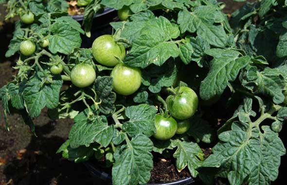 Tomate ornamental en maceta