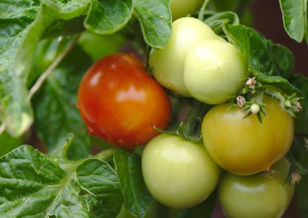 Tomates para recolectar