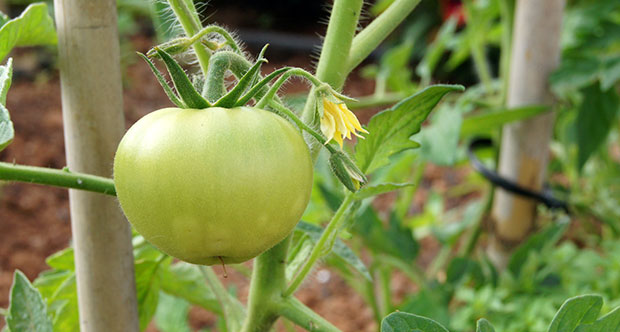 Tomate y su flor