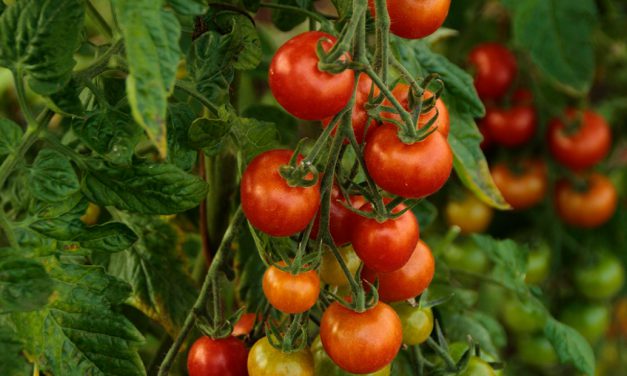 Informe técnico para el cultivo del tomate