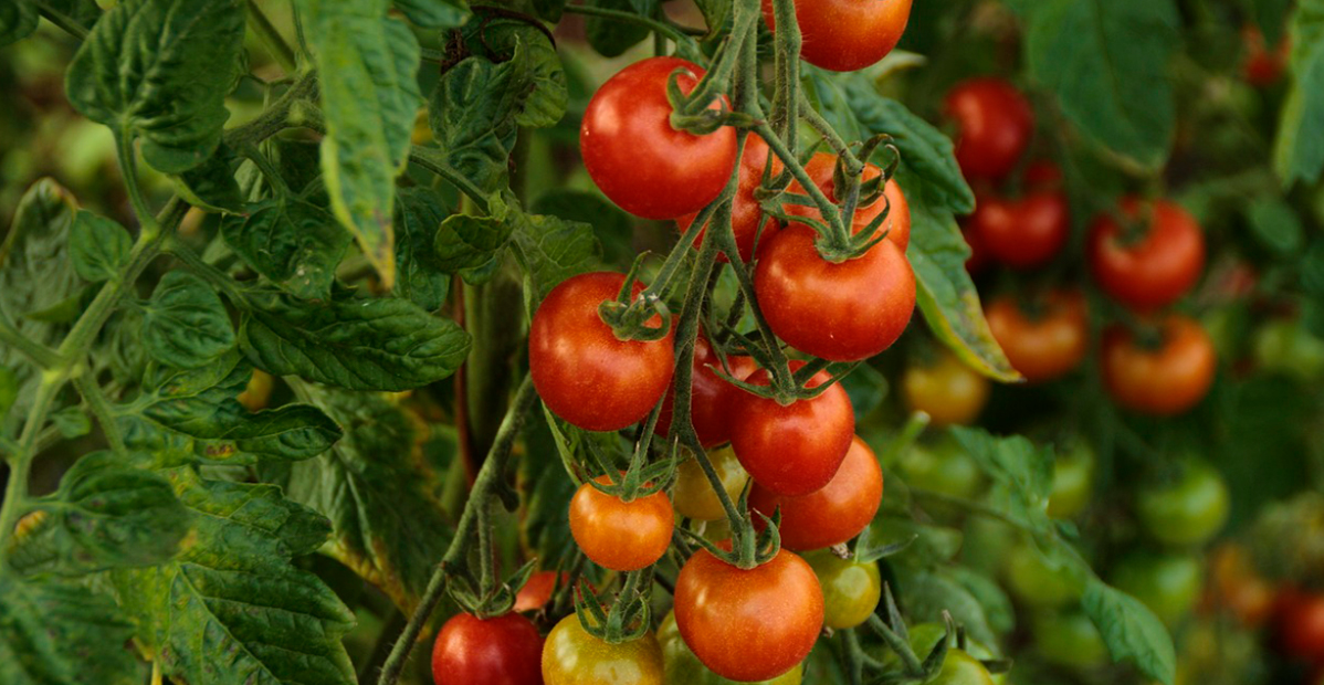 Informe técnico para el cultivo del tomate