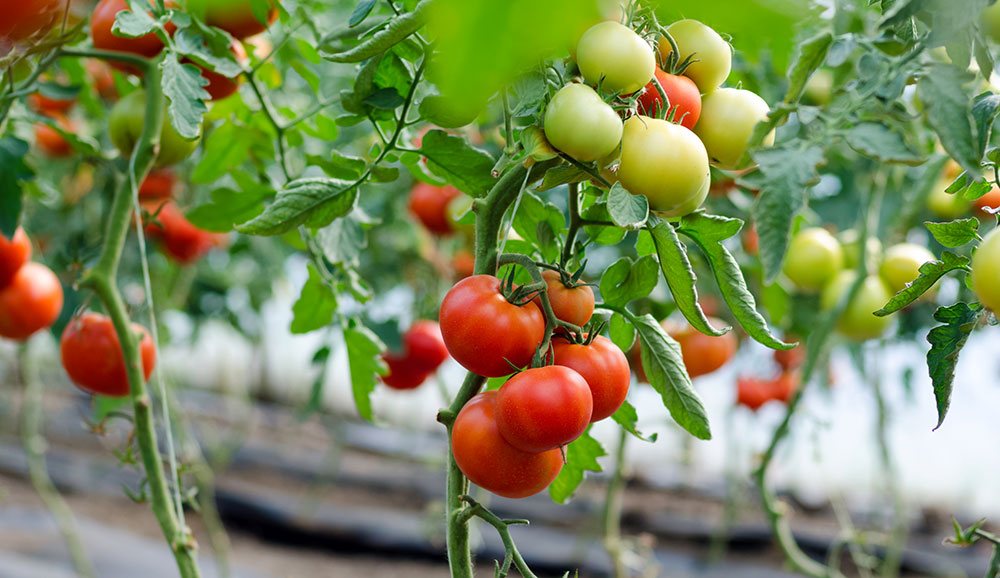 Tomateras sin carencia de magnesio