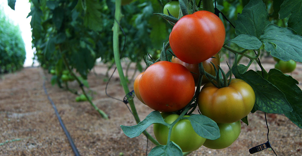 Tomates abonados con Glicina betaína