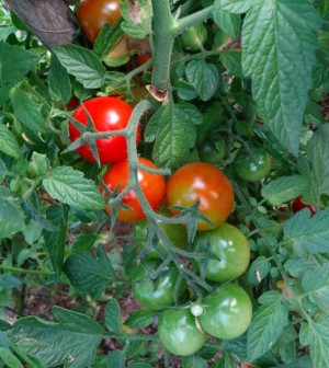 Tomates en rama
