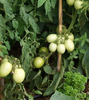 El cultivo del tomate