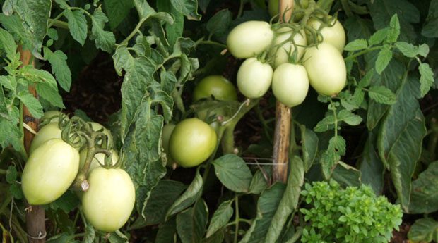 El Cultivo Del Tomate El Huerto Urbano El Huerto En Casa
