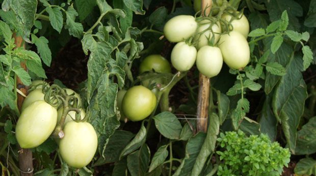 El cultivo del tomate