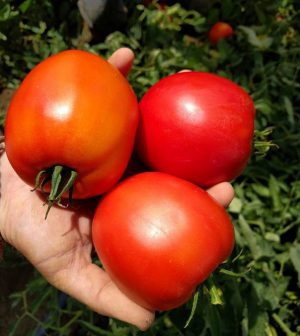 Tomates tratados con glicina betaina