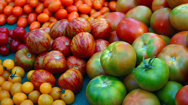 ¿Qué tomates puedo cultivar en mi huerto urbano?