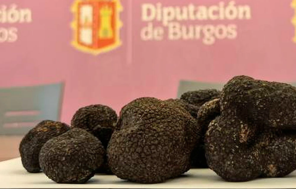 Feria de la Trufa Negra de Burgos