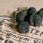 La trufa negra en España