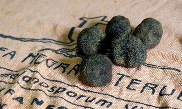 La trufa negra en España