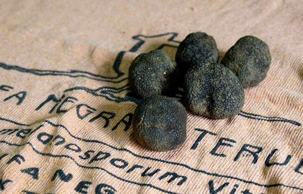 La trufa negra en España