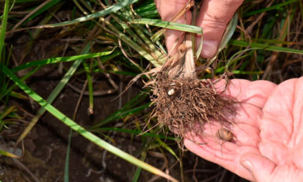 Informe técnico para el cultivo de la chufa