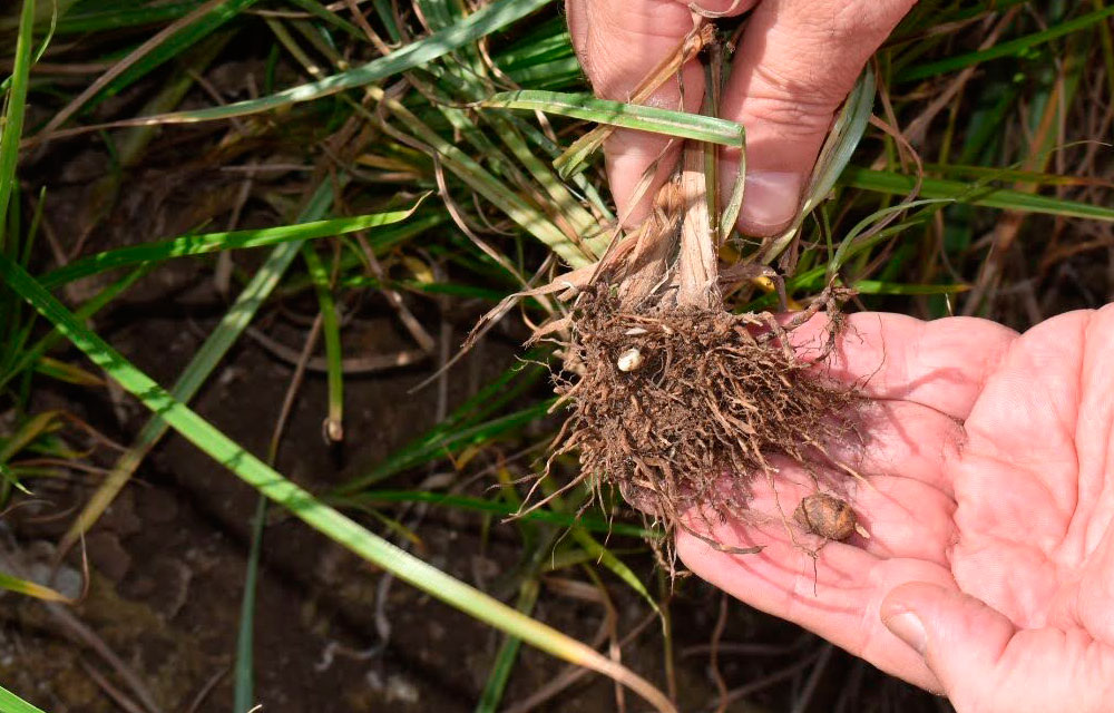 Informe técnico para el cultivo de la chufa