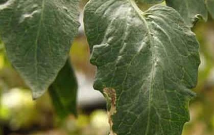 La Tuta absoluta en tomateras