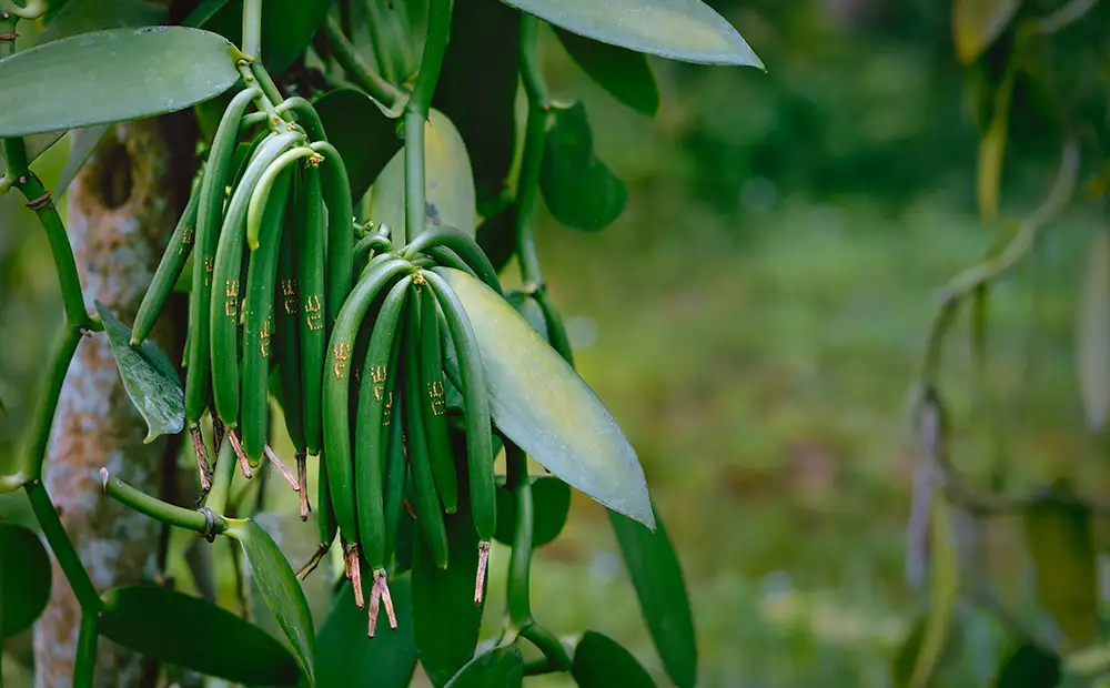 Vainas de la planta de la vainilla