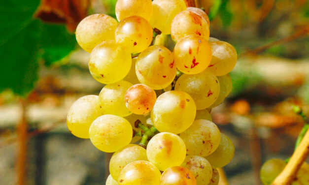 Variedad de uva Garnacha blanca