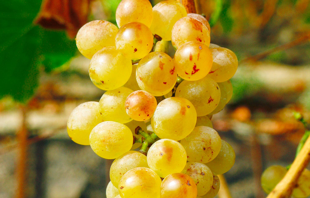 Variedad de uva Garnacha blanca