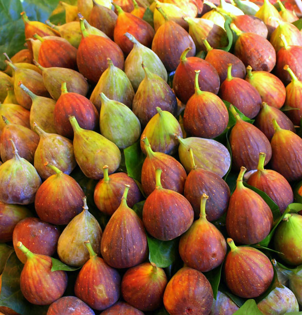 Variedades de higueras