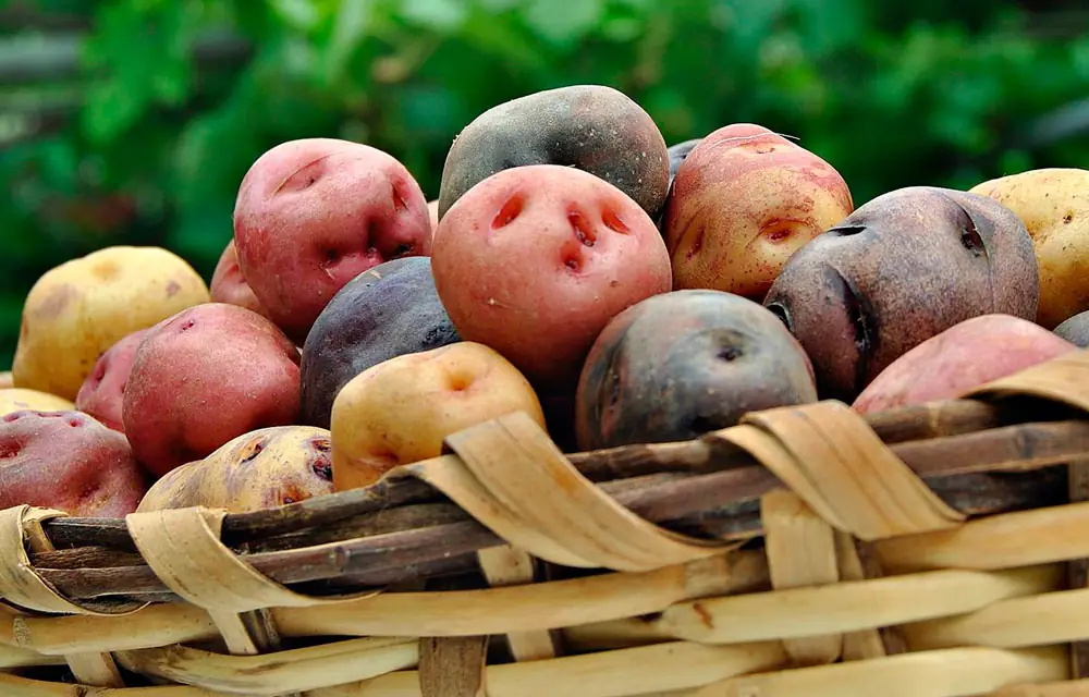 Recomendaciones para el cultivo de la papa canaria