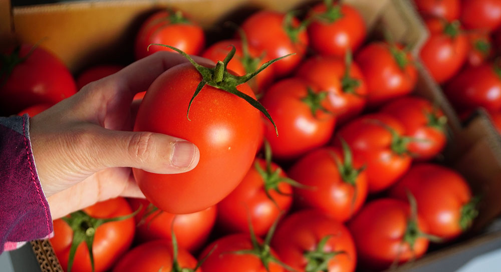 Variedades de tomate tipo pera