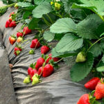 Variedades nuevas de fresas