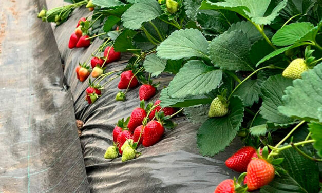 Variedades nuevas de fresas