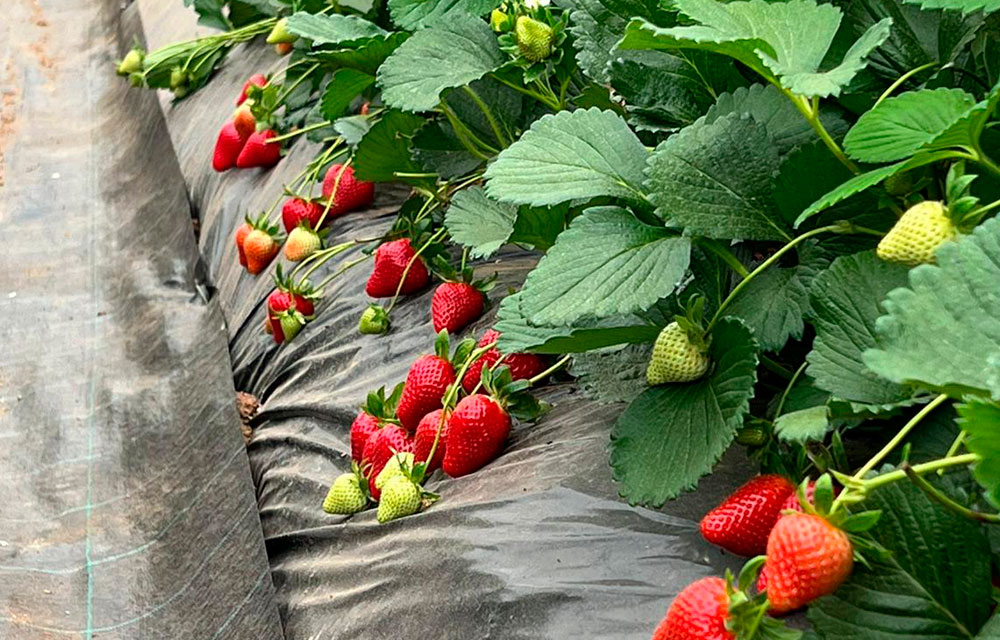 Variedades nuevas de fresas